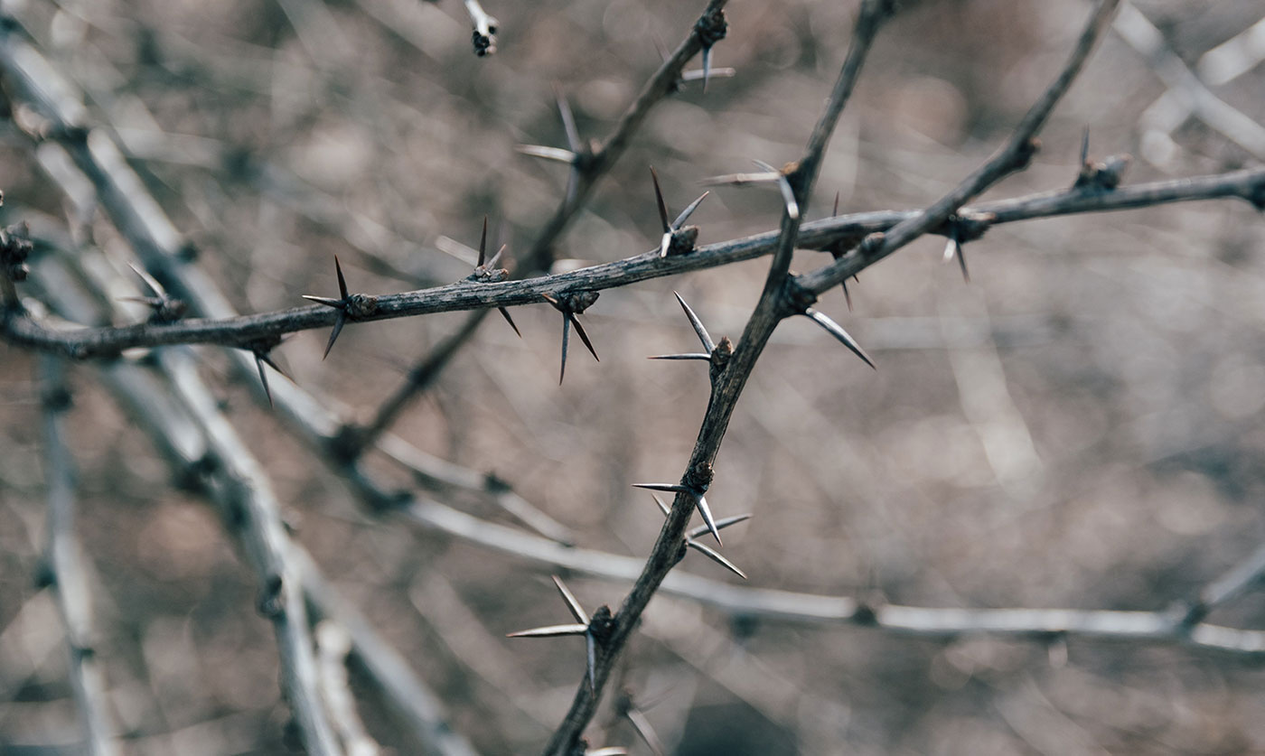 This Thorny Crown